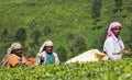 Three women pick tea leaves.