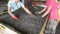 Three women winnowing at tea factory, sri lanka