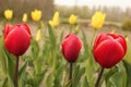 Three red tulips closeup and yellow tulips in the background Royalty Free Stock Photo