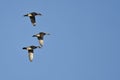 Three Wood Ducks Flying In a Blue Sky Royalty Free Stock Photo