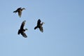 Three Wood Ducks Flying in a Blue Sky Royalty Free Stock Photo