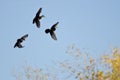 Three Wood Ducks Flying in a Blue Sky Royalty Free Stock Photo