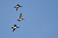 Three Wood Ducks Flying In a Blue Sky Royalty Free Stock Photo