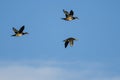 Three Wood Ducks Flying in a Blue Sky Royalty Free Stock Photo