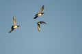 Three Wood Ducks Flying in a Blue Sky Royalty Free Stock Photo
