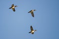Three Wood Ducks Flying in a Blue Sky Royalty Free Stock Photo