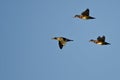 Three Wood Ducks Flying in a Blue Sky Royalty Free Stock Photo