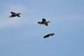 Three Wood Ducks Flying in a Blue Sky Royalty Free Stock Photo