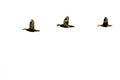 Three Wood Ducks Flying on a White Background Royalty Free Stock Photo
