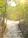 Three wooden pathway in the mangrove forest during the day time
