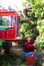 Three workers gathering plums in plantation Royalty Free Stock Photo
