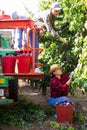 Three workers gathering plums in plantation Royalty Free Stock Photo