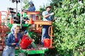 Three workers harvesting plums