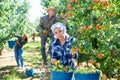 Three workers picking pears