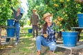 Three workers picking pears Royalty Free Stock Photo