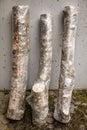Three wrapped tree stubs with clear film, protection of a mycelial inoculated stump