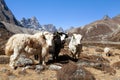 Three yaks, Nepal Himalayas mountains Royalty Free Stock Photo