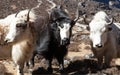 Three yaks, Nepal Himalayas mountains Royalty Free Stock Photo