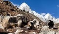 Three yaks, Nepal Himalayas mountains