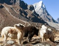 Three yaks, Nepal Himalayas mountains