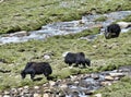 Three yaks at pasture near river