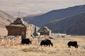 Three yaks in Tibet