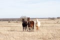 Three yearling quarter horses in winter pasture Royalty Free Stock Photo