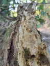 After three years this big old trees got Wheatered Royalty Free Stock Photo