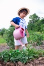 Three years old Asian preschool girl watering plants in home vegetable garden using pink small watering can, plant care concepts