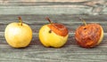 Three yellow apples ripe rotting and dead withered on wood