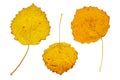 Three yellow autumn leaves Royalty Free Stock Photo