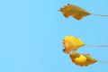 Three yellow autumn leaves against blue sky Royalty Free Stock Photo