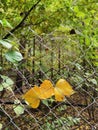 Three yellow autumn leaves in a steal fence. Fall wallpaper Royalty Free Stock Photo