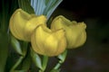 Three yellow baby cradle orchid flowers