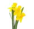 Three yellow beautiful daffodils Royalty Free Stock Photo