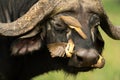 Three yellow-billed oxpeckers on Cape buffalo head Royalty Free Stock Photo