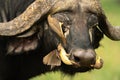 Three yellow-billed oxpeckers cross Cape buffalo face Royalty Free Stock Photo