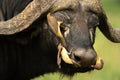 Three yellow-billed oxpeckers crossing Cape buffalo face Royalty Free Stock Photo