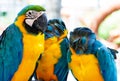 Three yellow blue parrots