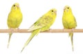 Three yellow budgie on branch Royalty Free Stock Photo