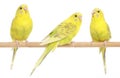 Three yellow budgie on branch