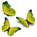 Three yellow butterfly Royalty Free Stock Photo