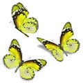 Three yellow butterfly