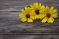 Three yellow chamomile flowers on a natural wooden background Royalty Free Stock Photo