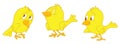 Three yellow chicken Royalty Free Stock Photo