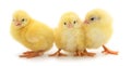 Three yellow chicken Royalty Free Stock Photo