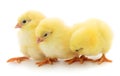 Three yellow chicken Royalty Free Stock Photo