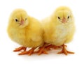 Three yellow chicken Royalty Free Stock Photo