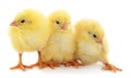 Three yellow chicken Royalty Free Stock Photo