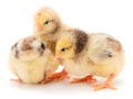 Three yellow chicken Royalty Free Stock Photo